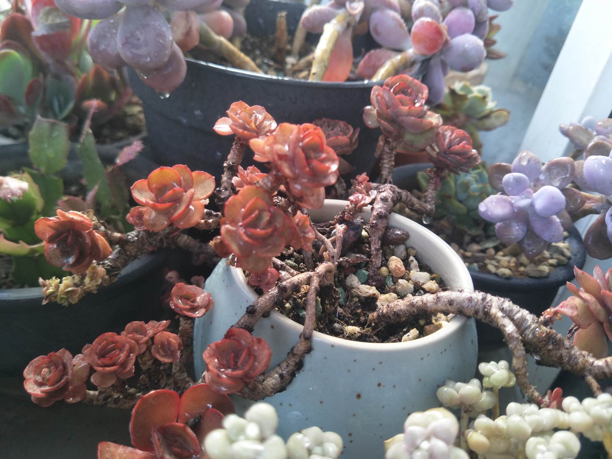 多肉植物出现徒长,及时改善养护措施,距“老桩”更进一步