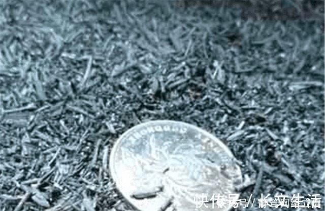 柳树皮|老大爷养君子兰，用上3种“黑炭块”，齐刷刷冒白根，年年开花旺