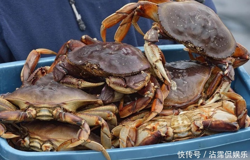  海蟹|开海后常见的海蟹种类有哪些哪种螃蟹最好吃