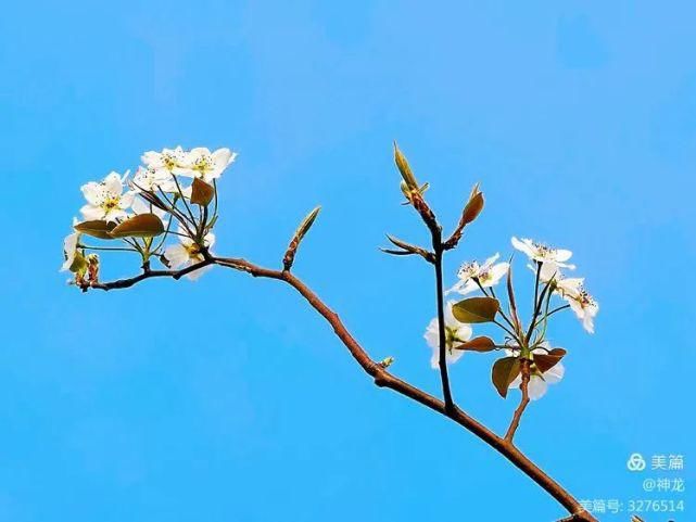 潴龙河畔梨花开