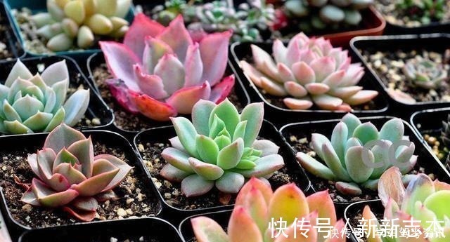 光照|养多肉常见的4个误区,养啥都不行,怪不得养不久!