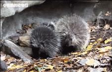 路子野|看了日本人的中文教材 我陷入了沉思