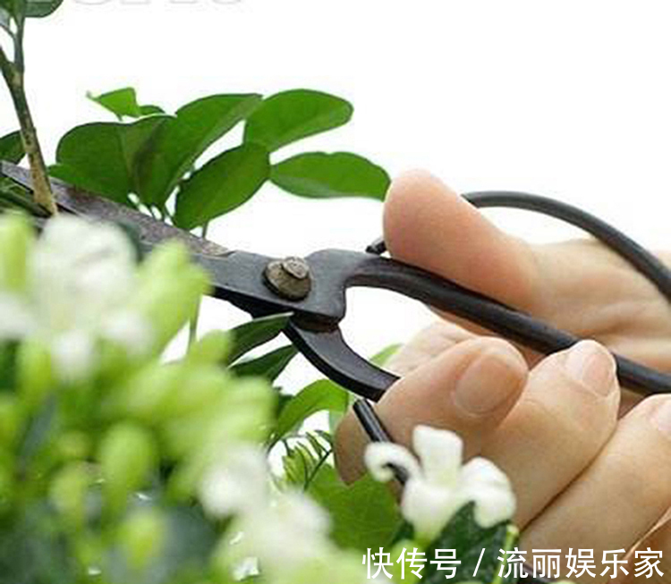 植株|茉莉“畏手畏脚”不敢长，换掉“憋屈盆”，个子猛蹿，花开一片