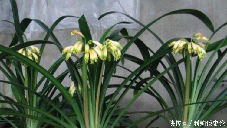 适合养在阳台的4种花，好养又漂亮，花期特别长