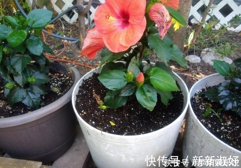 小虫子|花盆里出现小黑飞怎么办？只用2招，全部清除干净
