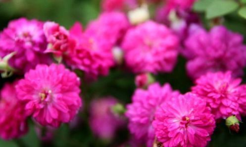 喜欢玫瑰,不如试试“高档玫瑰”甜蜜马车,花团锦簇,花开爆盆美