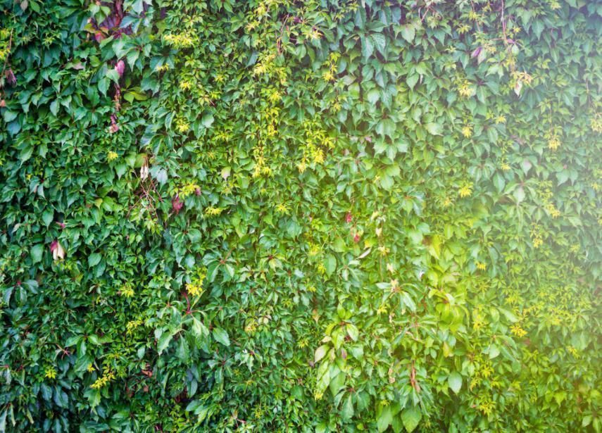 二手烟|家有烟鬼养这4种花,释放氧气净化空气,就是二手烟的克星