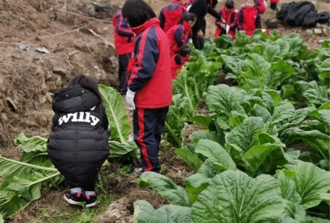 冬至的平阳鹤溪小学 在菜园子里上大自然的课