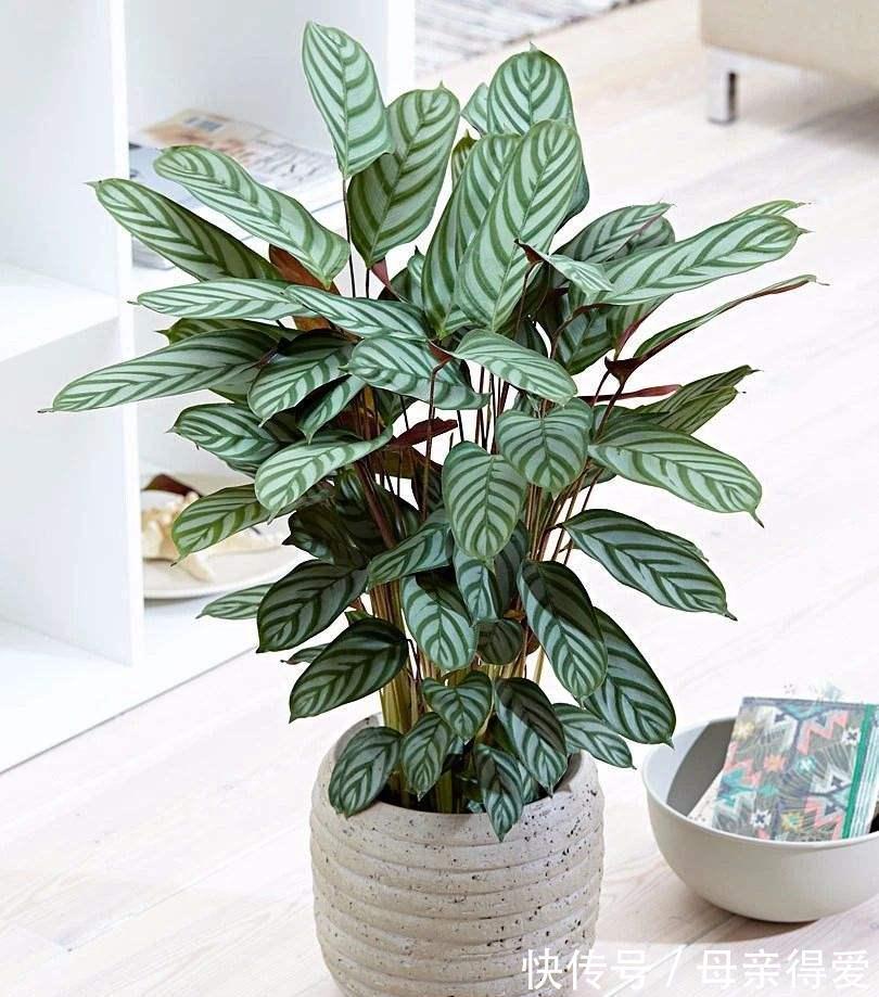 8种“漂亮花”别晒大太阳,一晒就耷拉,客厅不见光,养成绿森林