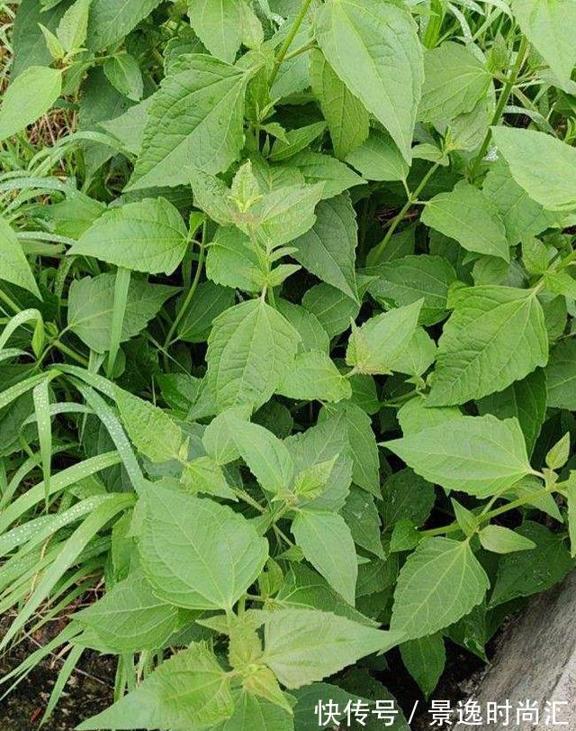 龙葵|门口的果子像“龙葵”,赶紧要拔掉、千万别吃,会中毒