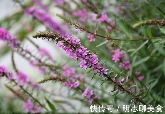 月经不调|十个女性九个腰痛，此物煮粥吃，腰不疼了，手不麻了，身体棒了