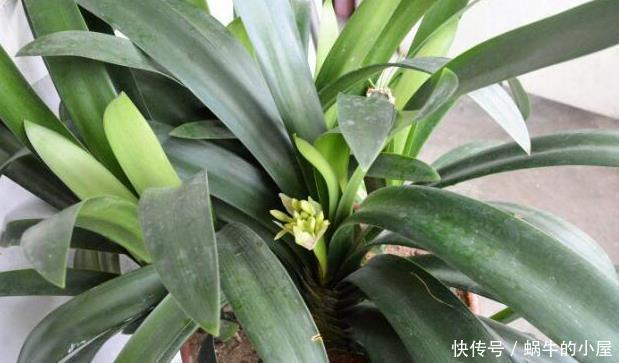 养君子兰,这两样东西放盆里,开花一年比一年多,侧芽长爆盆