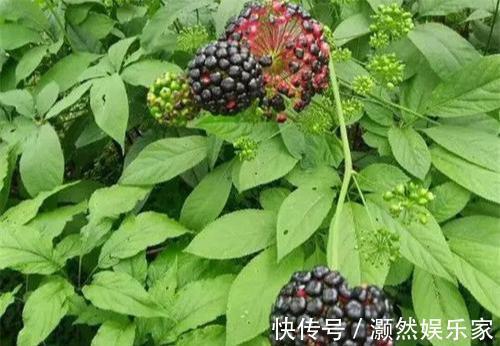 头冠|农村这种野草，果实长得像“鸡冠”，根200一斤，遇到请保护它