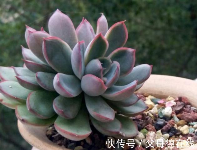 天冷养多肉有7怕,做好7件事多肉不黑腐冻伤安全越冬