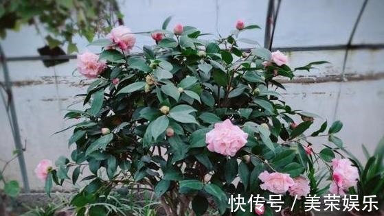 养花就用这些东西“密制”花肥,不花一分钱,还好用不烧根