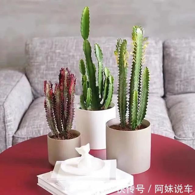 寿命长|客厅养花就选这六种，寿命长、寓意好，省心又好养，你家养了几种