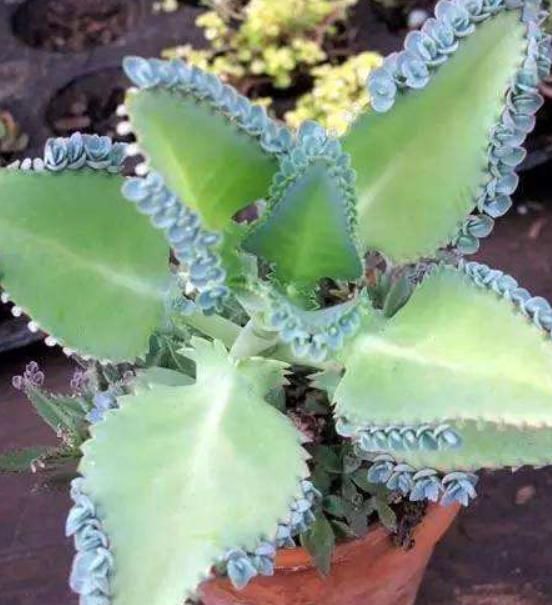 嫌每天浇水繁琐,就去养“4种植物”,环境越“旱”长得越旺