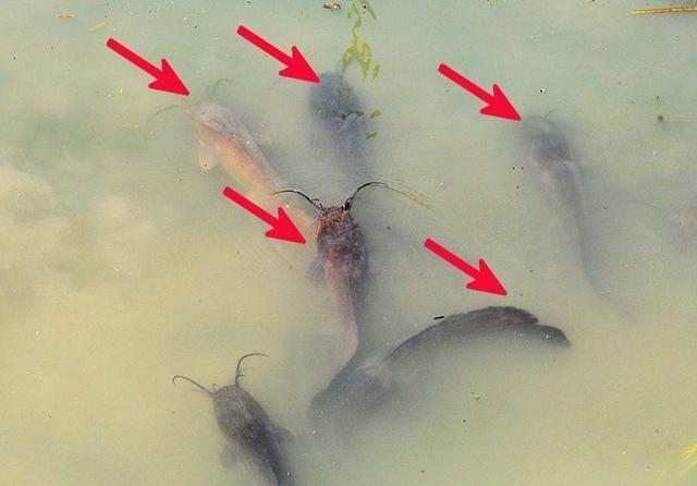 塘鲺|“它”经常被人错认,已泛滥成灾,且不能食用