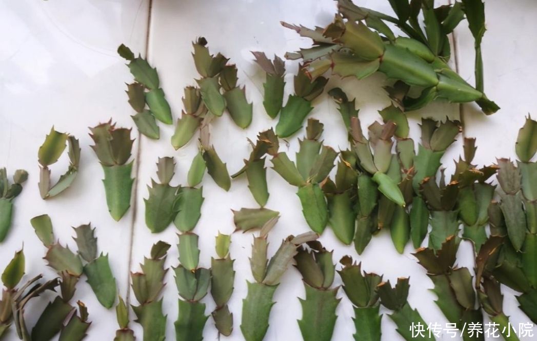 蟹爪兰开完花后,下一步该如何去养护?