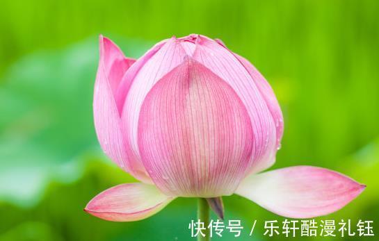 桃花冲天|8月下旬，开门见喜，4属相吉星当头，日子越来越辉煌