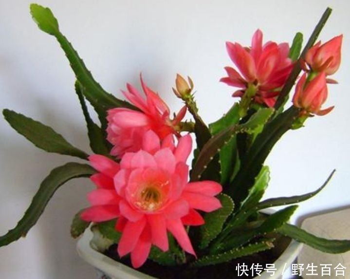 养花就养个花期长的，花色艳丽，花瓣层层叠叠，一养就上瘾！