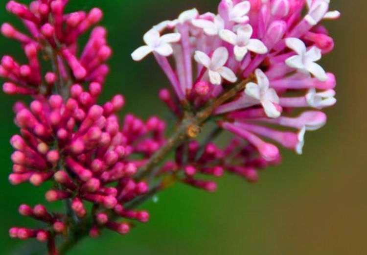 柠檬|人到中年想长寿，不妨多吃3种蔬菜，清暑解烦，提高免疫力！