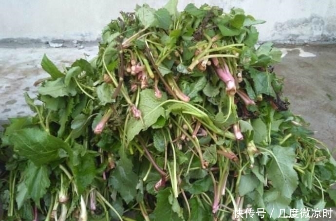 胡萝卜素|农村可以吃的野物,对男女都有作用,很多人没见过