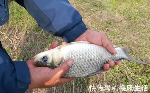 大雪过后钓鲫鱼，如何聚鱼才是关键，打窝养窝和补窝缺一不可