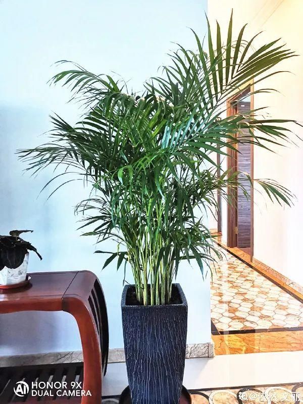 香味|卧室不能养的花,对身体有大危害,一盆也不行