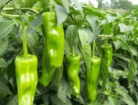  简单|美食-家常菜-青椒炒鸡蛋-跟随我学, 色香味具全, 好吃又下饭, 简单