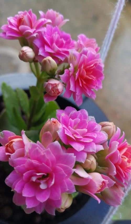 好养的长寿花,开花需要满足哪些条件,想知道吗?