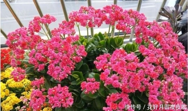  最吸油烟的4种花，漂亮又净化空气，还能蹭蹭长