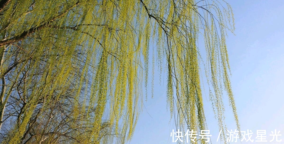 杨柳枝词!一树春风千万枝。白居易一首写景寓意诗,极具感染力