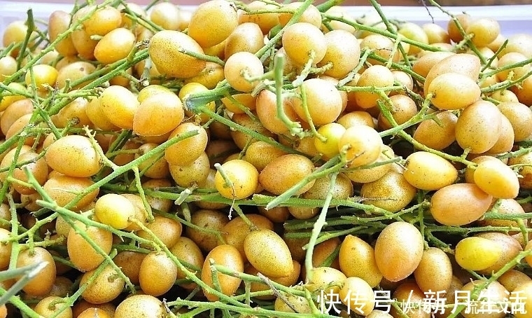 氨基酸|晚上当零食吃几颗,坚持一段时间,化痰止咳,健脾理气,不妨试试