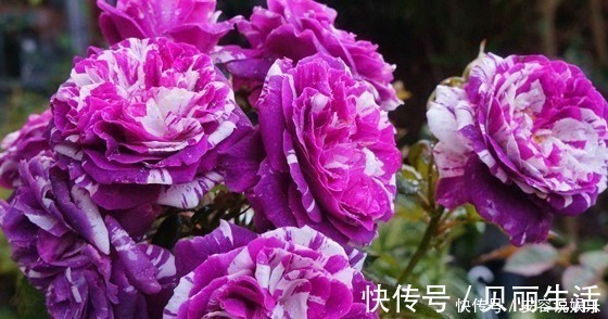 花卉|新手养花,就养堪比“开花机器”,比牡丹艳,比木香花还香的花卉