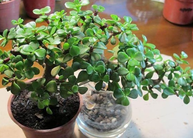 越养越值钱的4种花,一旦把花养活财运不断,尤其第一种不好养!