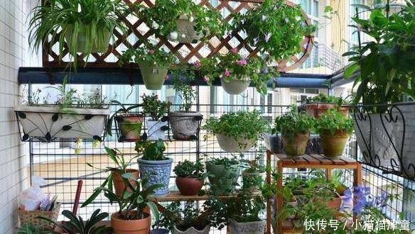 最适合家养，还能够开100多天的花，就这“3种”，赶紧养一盆吧