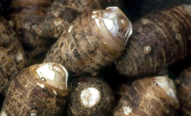 好吃|营养丰富味道鲜美,芋头和排骨蒸炒烧制都美味,家常又好吃