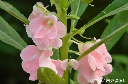 推荐10款小草花,专为阳台而生,花色艳丽,值得拥有!