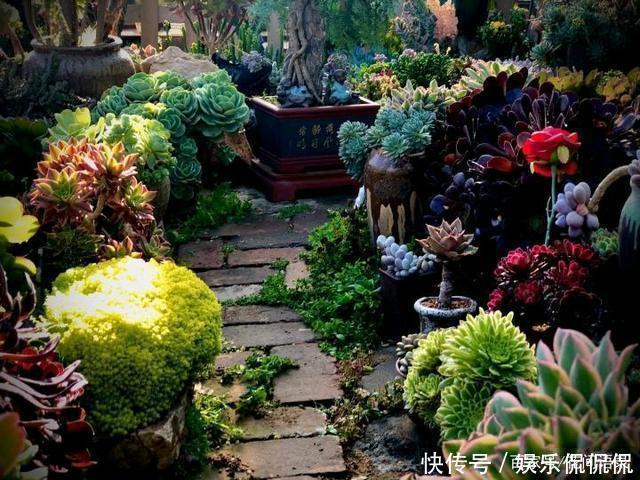 他痴迷养多肉,将500多盆多肉养出“高级感”,大家都夸美如仙境