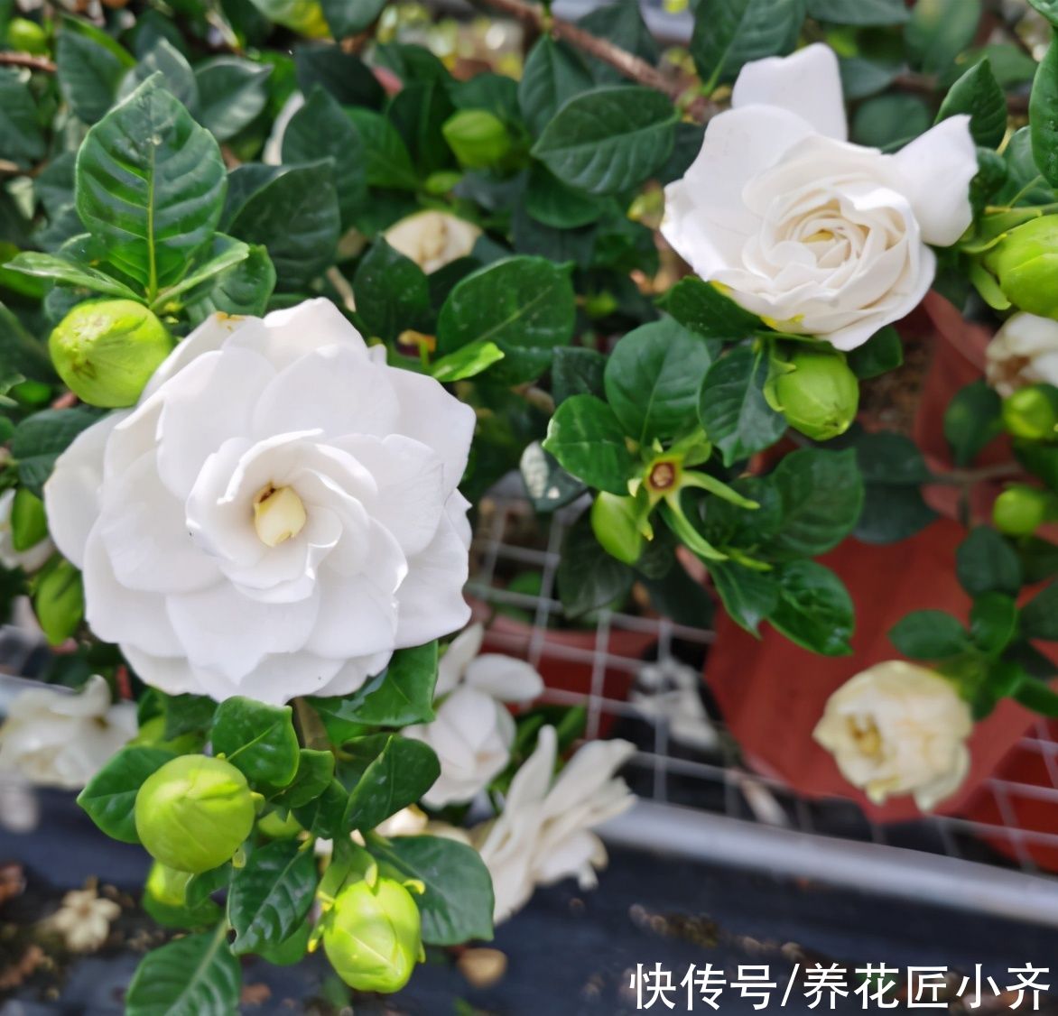 夏季高温，栀子花有“3喜3怕”，抓住生长旺季，下次花量翻倍