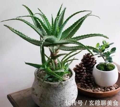 芦荟喜光畏寒怕涝,如何盆栽成老桩?养护专家告诉你
