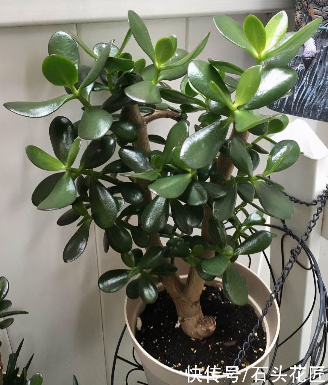 他把玉树的“叶子”全剪了，40天就长满了新芽，枝干更粗了