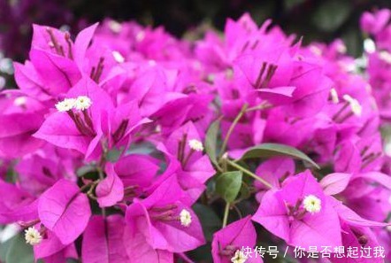 家养杜鹃花总是难开花,学会这三个小技巧,轻松花开爆满盆