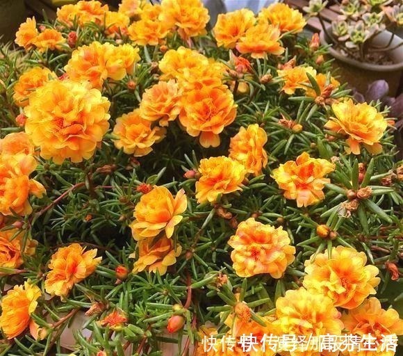 阳台上|阳台再小也要养盆“它”，花开似牡丹，从春开到冬，四季有花赏！