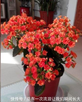 秋天6种花随便扦插都能活，生根发芽快，家里已经没空花盆啦