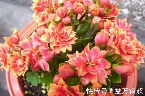 卧室、客厅必养的5种花,甲醛少、空气好,家人身体倍儿健康