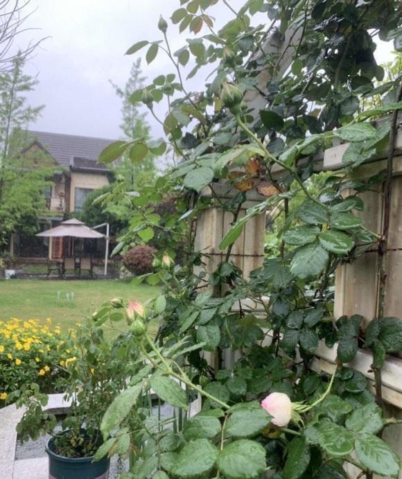 花友都喜欢的月季品种,龙沙宝石,适合做花门,冬天也可以养