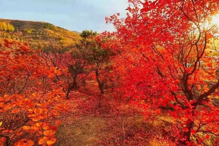 色彩斑斓|太梦幻！12月的蒙山，仿佛一幅色彩斑斓的梦幻画卷慢慢展开……