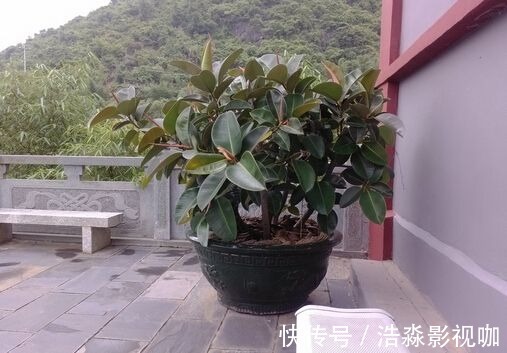 光照|橡皮树春天剪一刀,新芽蹭蹭长,小苗变大树